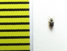 Stenichnus scutellaris  Belorussia - INSECTS-STORE.RU