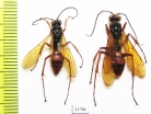 Hymenoptera sp.  Colombia - INSECTS-STORE.RU