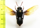 Hymenoptera sp.  Indonesia, Lombok isl. - INSECTS-STORE.RU