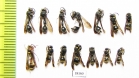 Hymenoptera sp.  Laos - INSECTS-STORE.RU