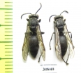 Hymenoptera sp.  Peru - INSECTS-STORE.RU