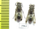 Hymenoptera sp.  Tanzania - INSECTS-STORE.RU