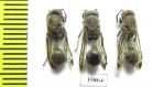 Hymenoptera sp.  Tanzania - INSECTS-STORE.RU