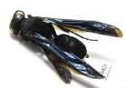 Hymenoptera sp.  Zambia - INSECTS-STORE.RU
