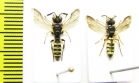 Hymenoptera sp.  Italy - INSECTS-STORE.RU