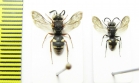 Hymenoptera sp.  Italy - INSECTS-STORE.RU