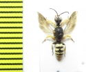 Hymenoptera sp.  Italy - INSECTS-STORE.RU