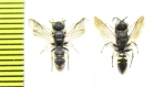 Hymenoptera sp.  Italy - INSECTS-STORE.RU