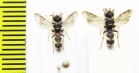 Hymenoptera sp.  Italy - INSECTS-STORE.RU
