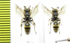 Hymenoptera sp.  Italy - INSECTS-STORE.RU