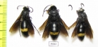Hymenoptera sp.  Kazakhstan - INSECTS-STORE.RU