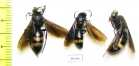 Hymenoptera sp.  Kazakhstan - INSECTS-STORE.RU