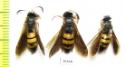 Hymenoptera sp.  Kazakhstan - INSECTS-STORE.RU