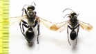 Hymenoptera sp.  Kazakhstan - INSECTS-STORE.RU