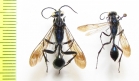 Hymenoptera sp.  Kirgizstan - INSECTS-STORE.RU