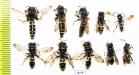 Hymenoptera sp., pair  Russia, Tver reg. - INSECTS-STORE.RU