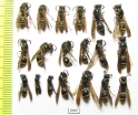 Hymenoptera sp.  Russia, Tver reg. - INSECTS-STORE.RU