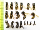 Hymenoptera sp.  Russia, Tver reg. - INSECTS-STORE.RU