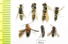 Hymenoptera sp.  Russia, Crimea reg. - INSECTS-STORE.RU