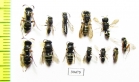 Hymenoptera sp.  Russia, Crimea reg. - INSECTS-STORE.RU