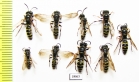 Hymenoptera sp.  Russia, Tver reg. - INSECTS-STORE.RU