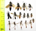 Hymenoptera sp.  Russia, Astrakhan reg. - INSECTS-STORE.RU