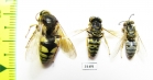 Hymenoptera sp.  Russia, Astrakhan reg. - INSECTS-STORE.RU