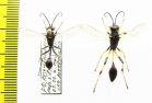 Hymenoptera sp.  Russia, Tver reg. - INSECTS-STORE.RU