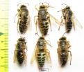 Hymenoptera sp.  Russia, Tver reg. - INSECTS-STORE.RU