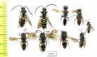 Hymenoptera sp.  Russia, Tver reg. - INSECTS-STORE.RU