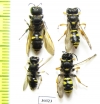 Hymenoptera sp.  Russia, Tver reg. - INSECTS-STORE.RU