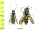 Hymenoptera sp.  Russia, Tver reg. - INSECTS-STORE.RU