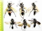 Hymenoptera sp.  Russia, Astrakhan reg. - INSECTS-STORE.RU