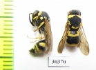 Hymenoptera sp.  Russia, Astrakhan reg. - INSECTS-STORE.RU