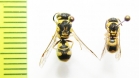 Hymenoptera sp.  Turkmenistan - INSECTS-STORE.RU