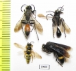 Hymenoptera sp.  Uzbekistan - INSECTS-STORE.RU