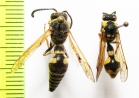 Hymenoptera sp.  Uzbekistan - INSECTS-STORE.RU