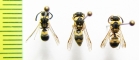 Hymenoptera sp.  Uzbekistan - INSECTS-STORE.RU