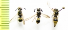 Hymenoptera sp.  Uzbekistan - INSECTS-STORE.RU