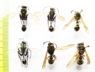 Hymenoptera sp.  Uzbekistan/Kazakhstan - INSECTS-STORE.RU