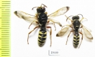 Cerceris maculata  Russia, Astrakhan reg. - INSECTS-STORE.RU