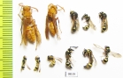 Hymenoptera sp.  Tajikistan - INSECTS-STORE.RU