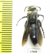 Scoliidae sp.  India, Assam - INSECTS-STORE.RU