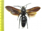 Megascolia sp.  Indonesia, Peleng isl. - INSECTS-STORE.RU