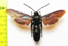 Scoliidae sp.  Indonesia, Taliabu isl. - INSECTS-STORE.RU