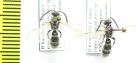Scoliidae sp.  Kazakhstan - INSECTS-STORE.RU