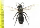 Scoliidae sp., female  Mexico - INSECTS-STORE.RU