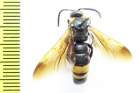 Scoliidae sp.  Uzbekistan - INSECTS-STORE.RU