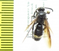 Scolia schrenckii  Kazakhstan - INSECTS-STORE.RU
