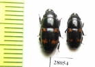 Nitidulidae sp.  China, Sichuan prov. - INSECTS-STORE.RU